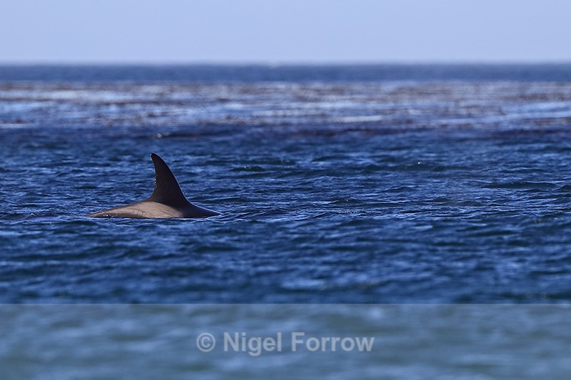 Orca surfaces, Sea Lion Island, Falklands - Dolphin