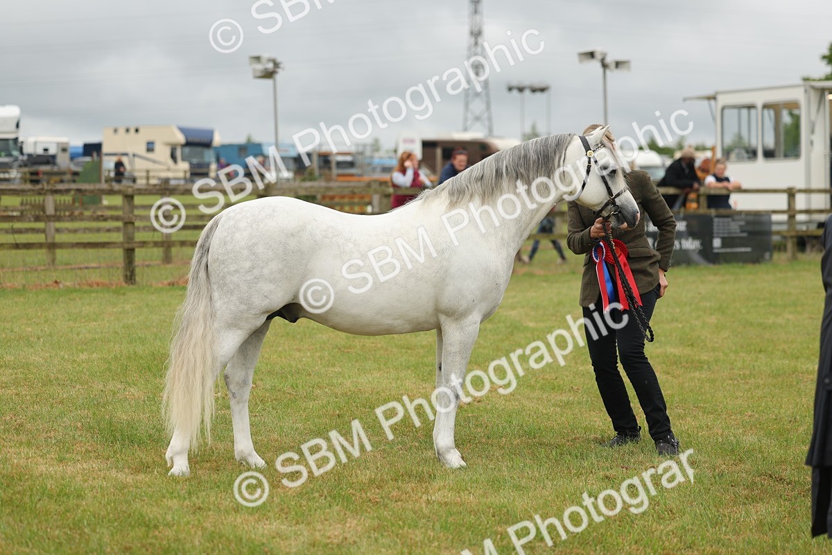 SBM_02295 - Class 50-57 - M&M Welsh Pony In Hand