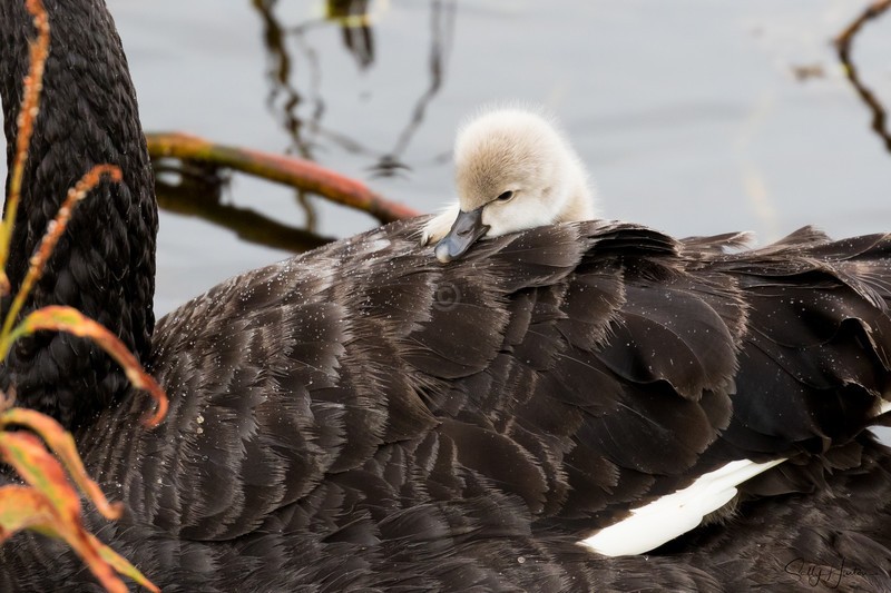 Hitching a Ride 2