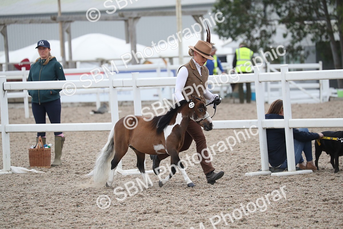 SBM_17936 - Class 317 IH Pure bred Horse/Pony