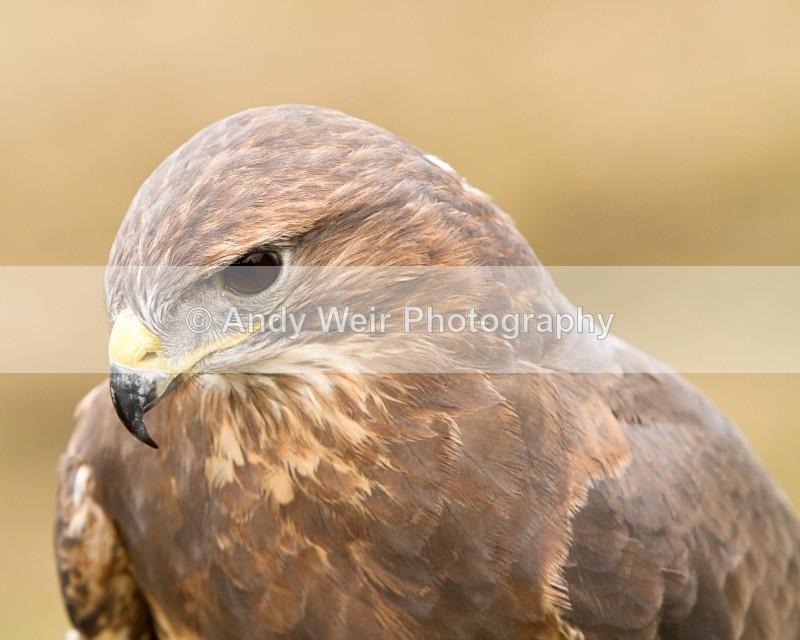 20110312-IMG_2047 - Common Buzzard