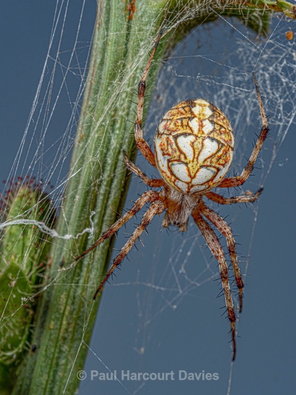 The Oak Spider (Aculepeira ceropegia) - Ten Metres from Home 2021