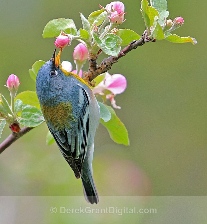 Northern Parula - male - Birds of Atlantic Canada