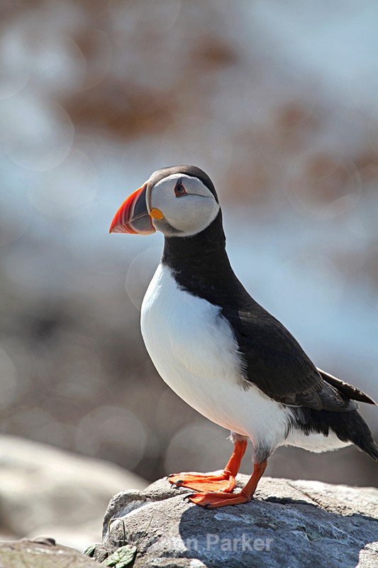 Puffin - Wild Birds
