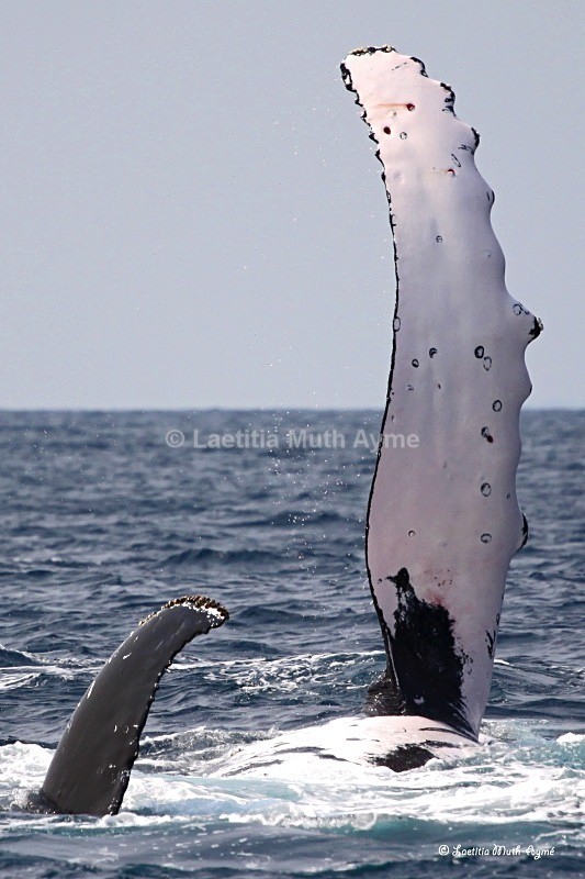 IMG_2098 Gabon - Marine wildlife