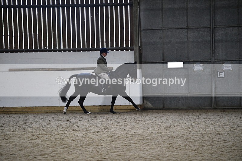 WJ5_7827 - Class 13 Ridden Part Breed