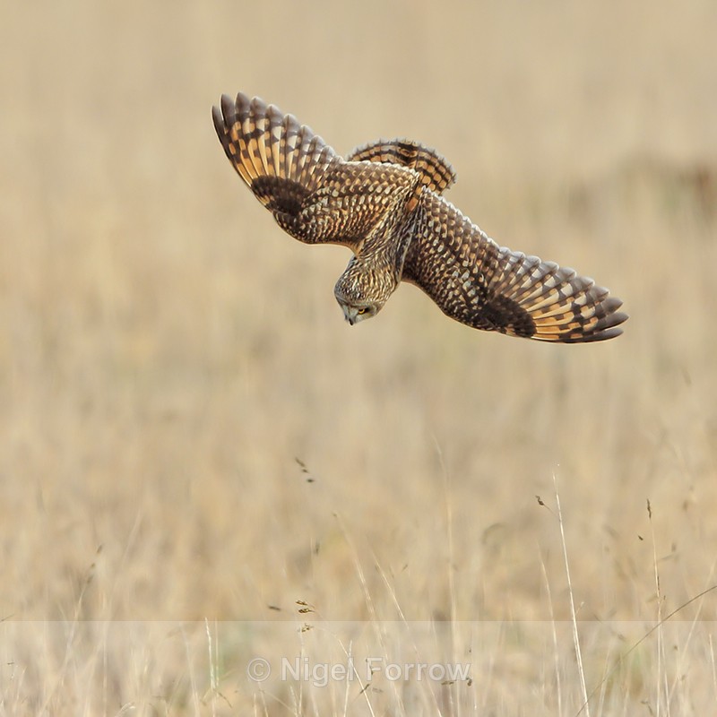 Short-eared Owl in a dive, Hawling, Gloucestershire - Short-eared Owl