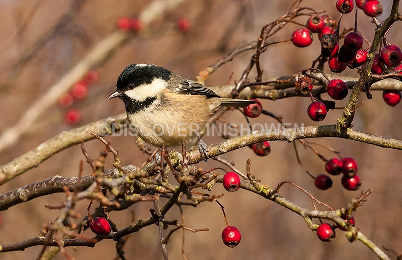 Coal tit - Wildlife