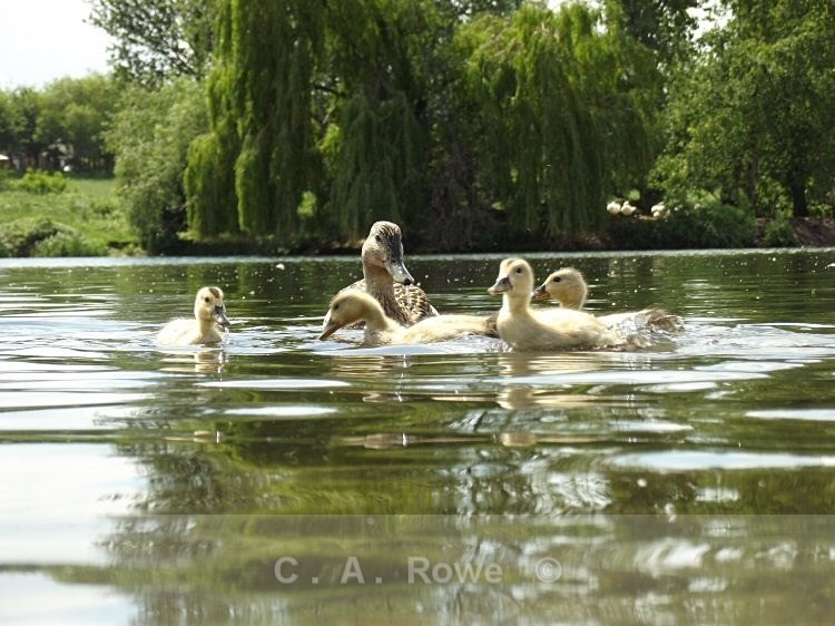 Kids at Play - Photography