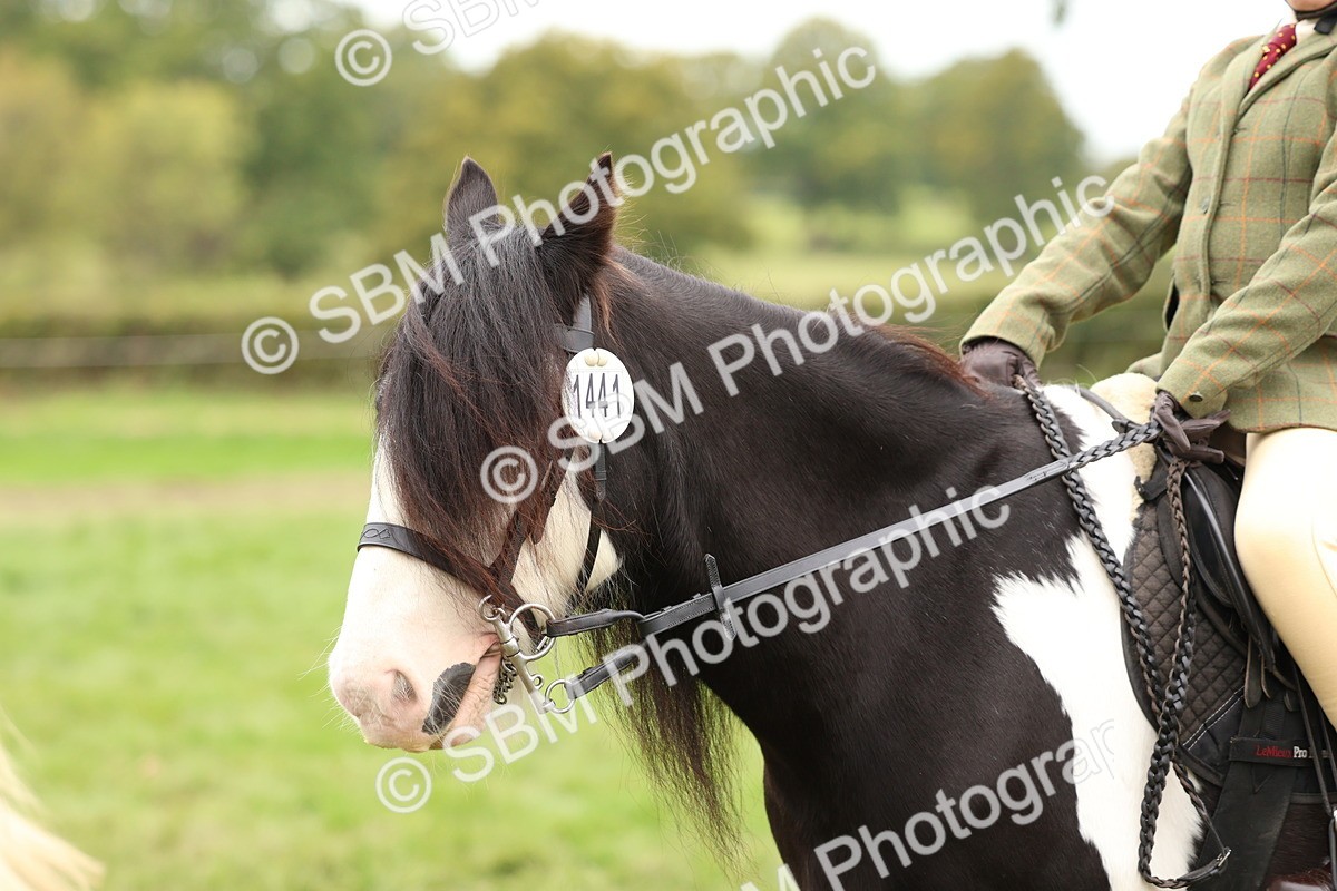 SBM_64643 - S58 - Coloured Pony Ridden