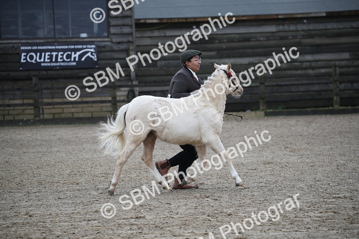 SBM_004594 - Class 5-9 - NPS In Hand-Show Hunter-Intermediate Ridden Inc Ridden Championship