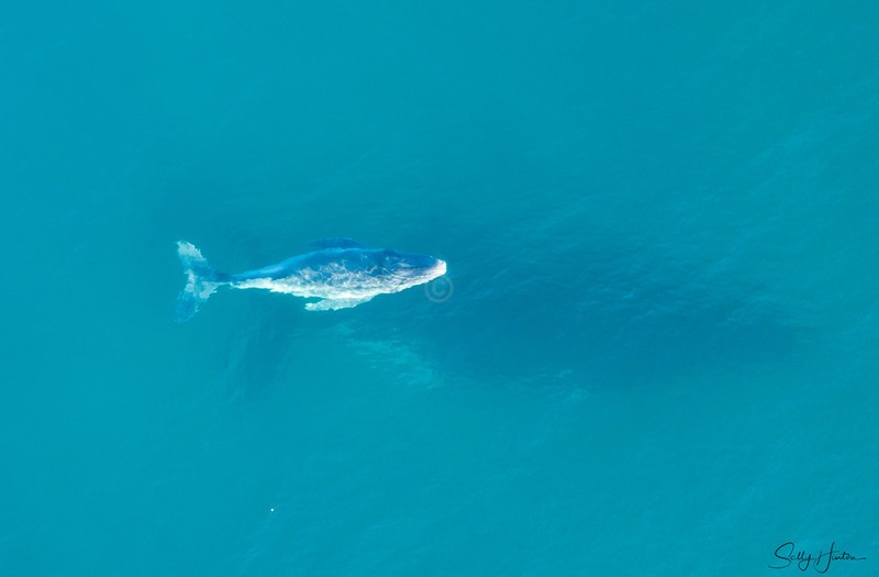 Humpback Baby 4