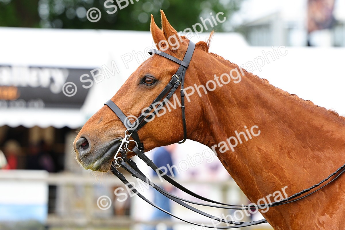 SBM_02956 - Class 9-11 Side Saddle including LIHS Rising Star Ladies Show Horse