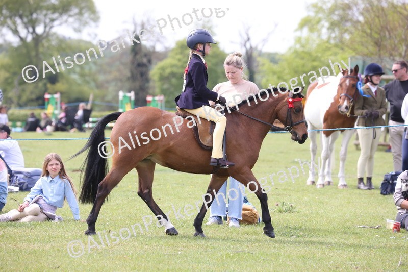 20260426-2924 - Class 33 - Best Pony 14.2hh and Under