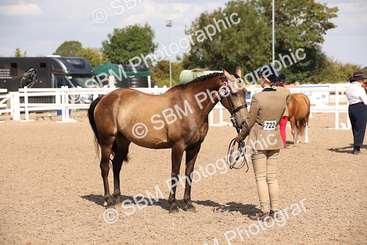 SBM_03036 - Class 17 Prettiest Mare IH or Ridden