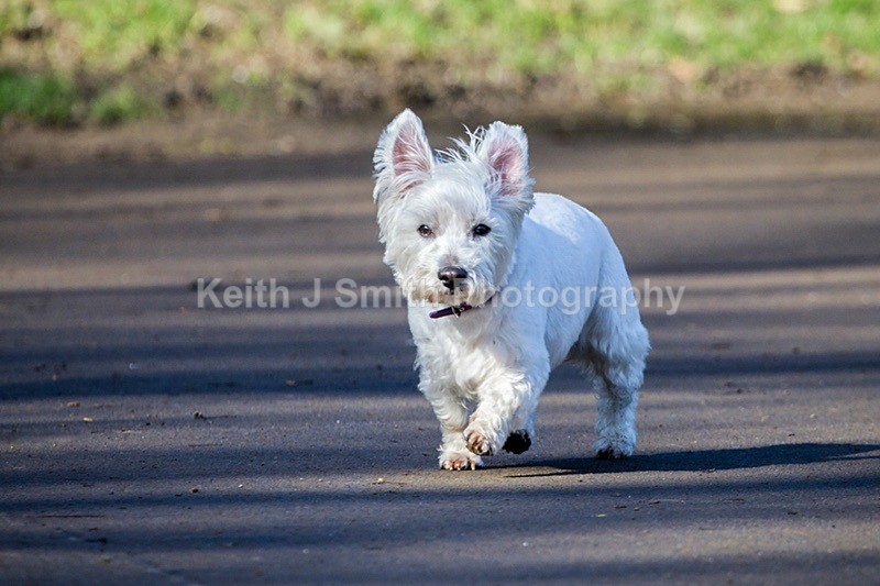 2KJS5781 - Dogs in Abington Park
