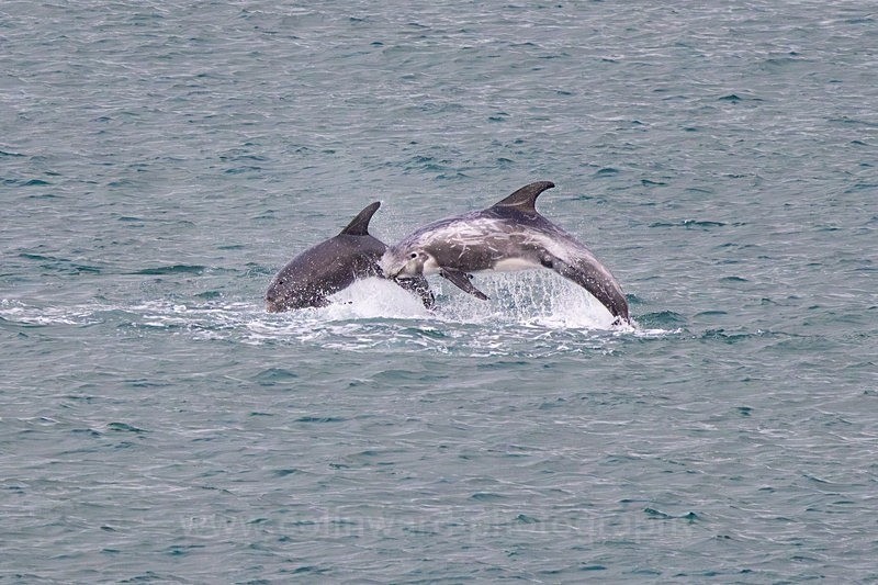 A pair of Rissos Dolphins breaching. Anglesey     ref 3490 - North Wales