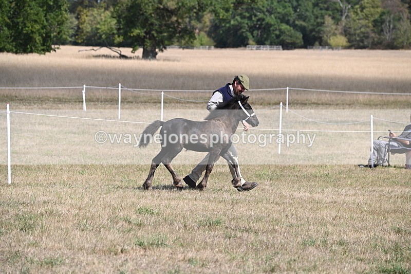 WJ6_5126 - Class 17 Mountain & Moorland