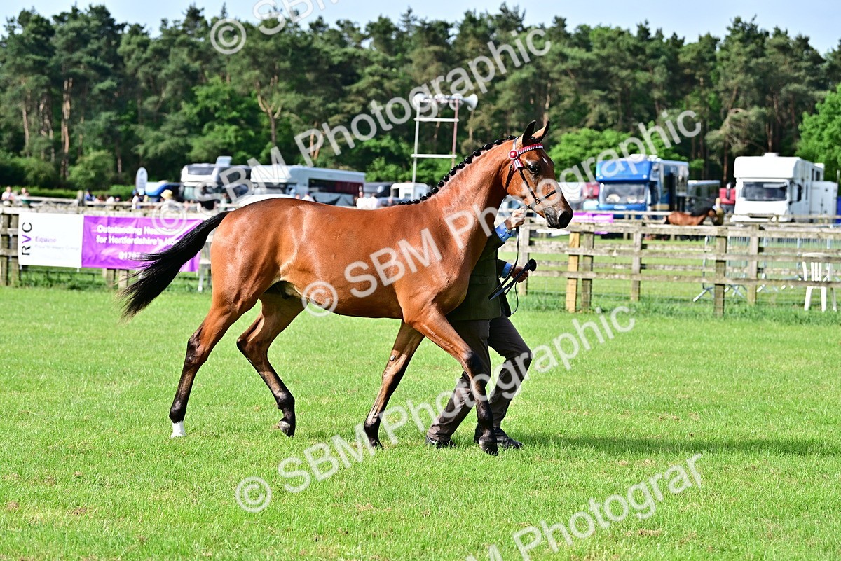 SBM_00096 - Class 46-49 - Arab and Part Bed-Anglo Arab In Hand