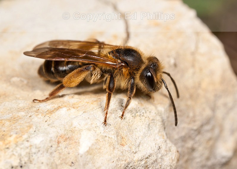 Andrena bucephala (f)
