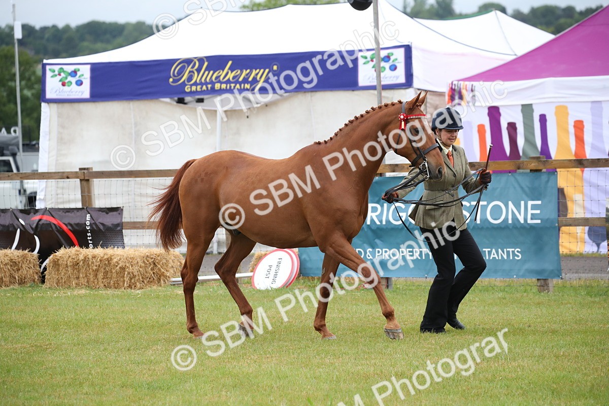 SBM_00138 - Class 17-20 - Arab & Part Bred - Anglo Arab In Hand