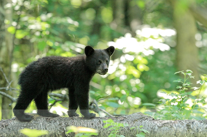 Black Bear cub standing still on log, Minnesota - American Black Bear