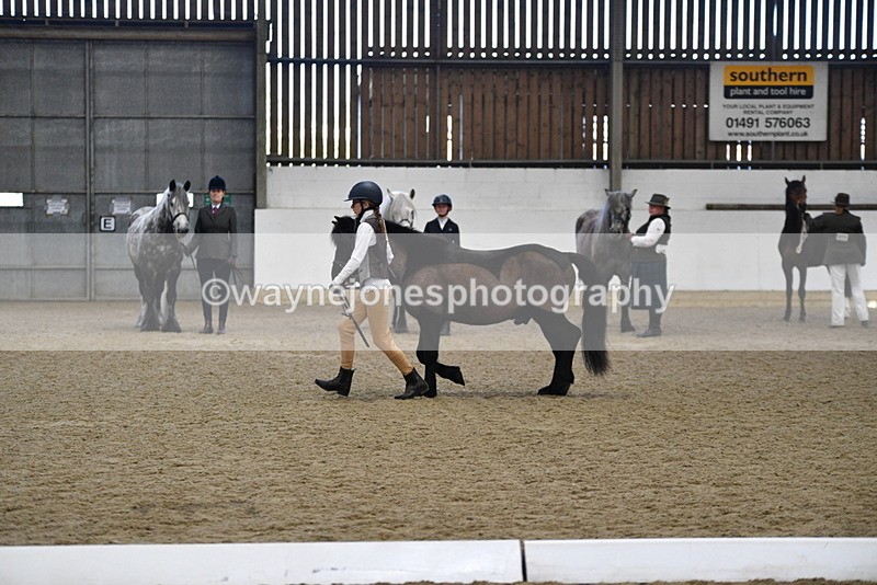 WJ5_4197 - Class 6 In hand M&M - Large Breeds