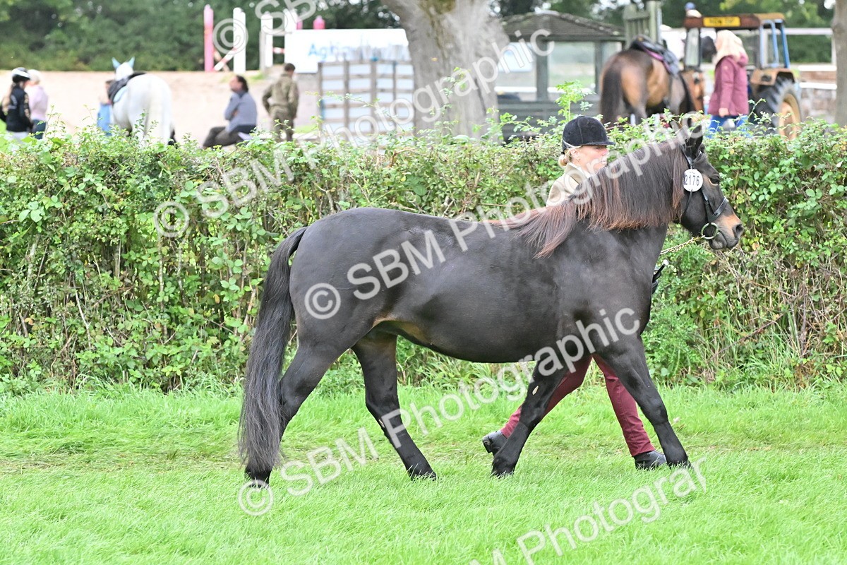 SBM_60979 - S48 - Mountain & Moorland In Hand Small Breeds