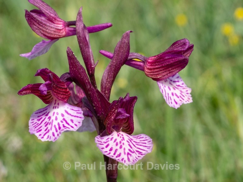 Pink Butterfly Orchid  (Anacamptis papilionacea var grandiflora also known as Orchis papilionacea  - Gargano - Wild Orchids