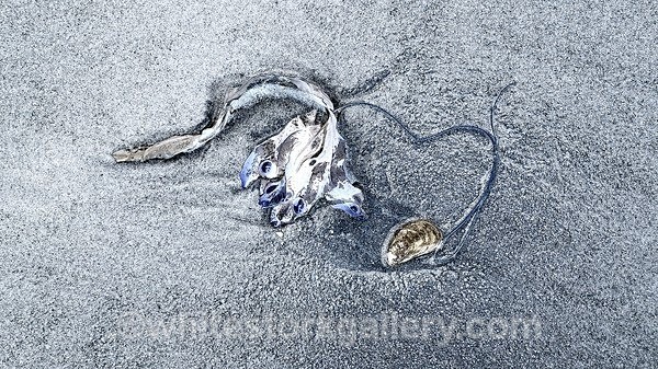  - The Sand Gallery