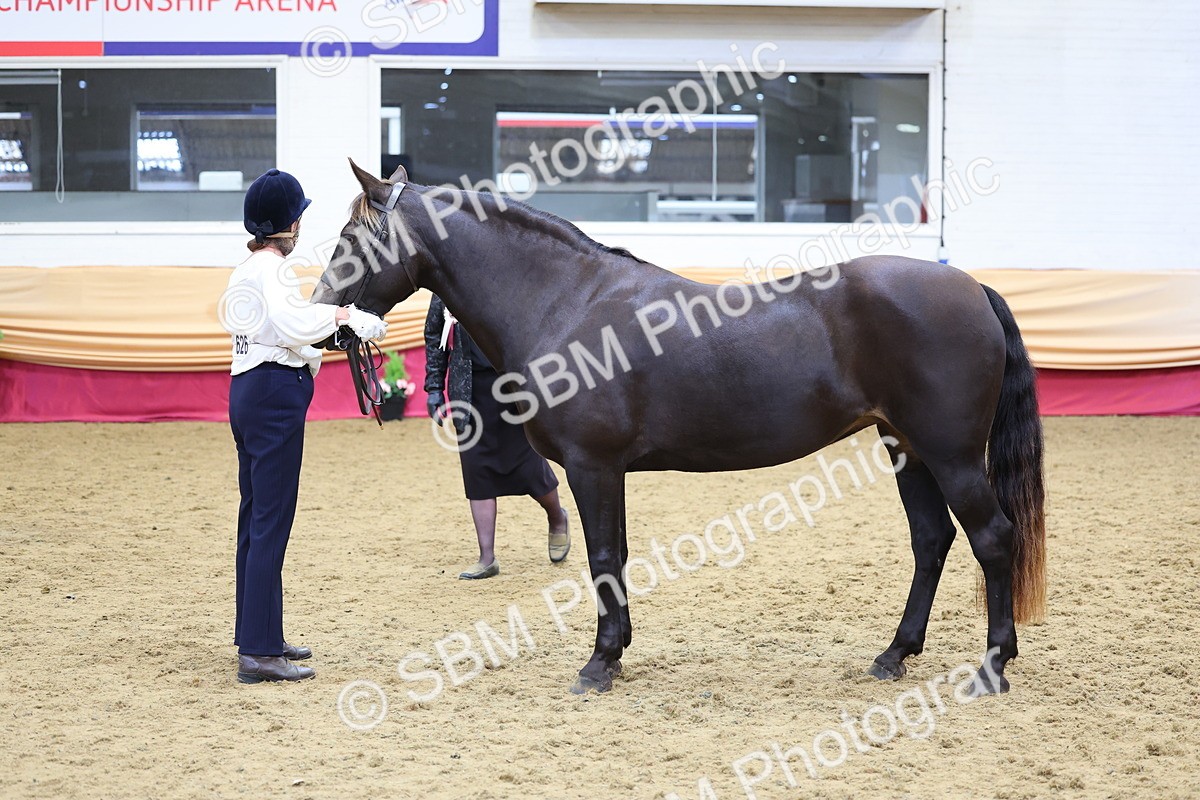 SBM_22883 - Class 903 - Supreme Final - IH Pre Vet