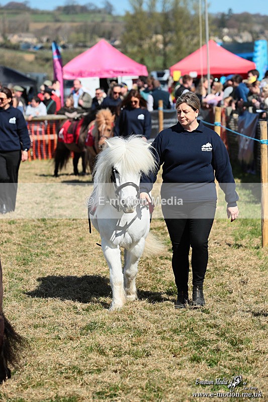 Shet 060426 46 - Shetland Pony Racing Paxford Races Easter Mon 06/04/26