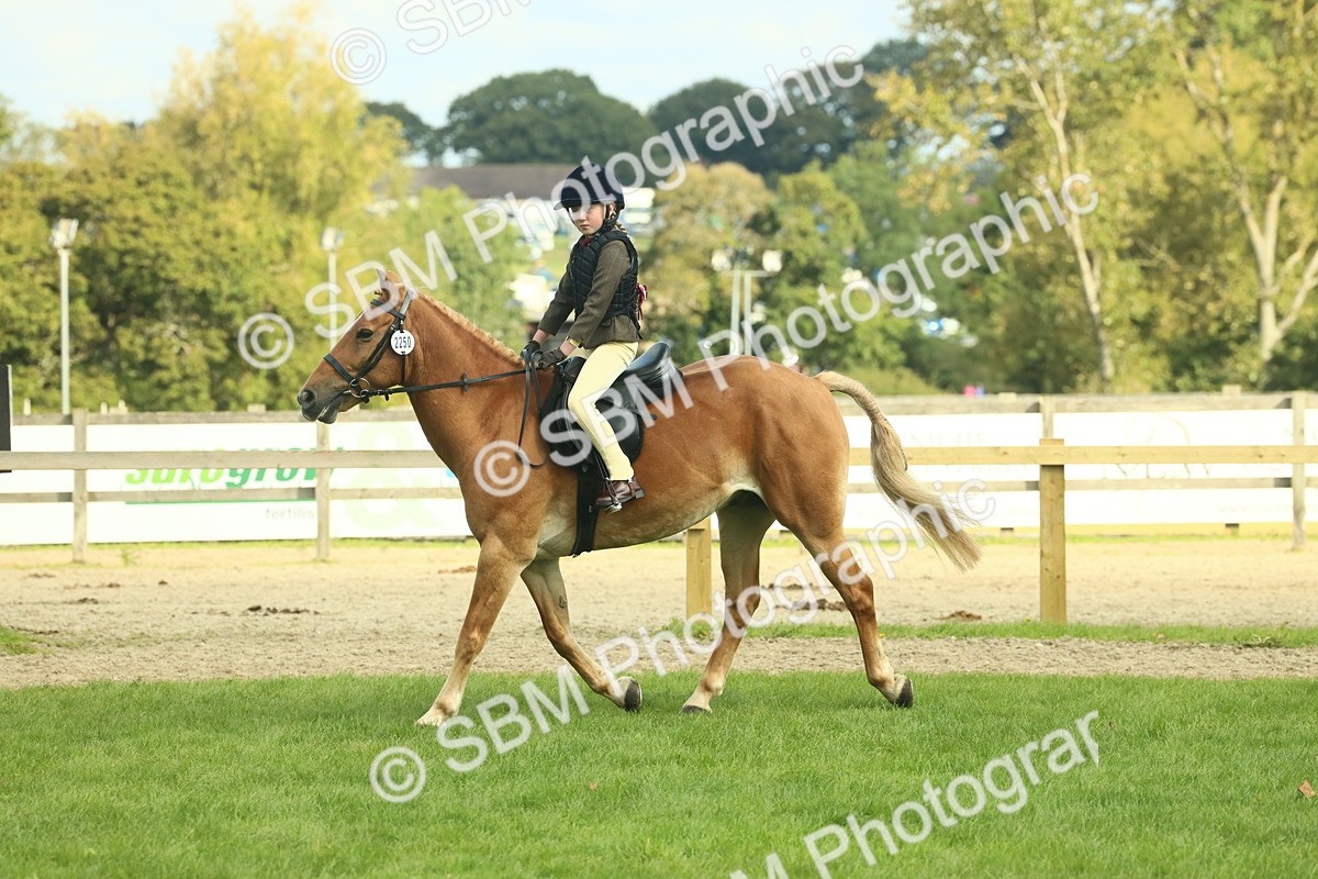 SBM_62490 - S62 - Foreign Breeds Ridden