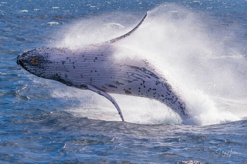 0A3A0958 - 2024 Whale Photos