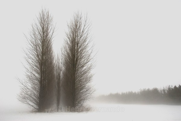  - 2008 First Place - (IPA) International Photography Awards