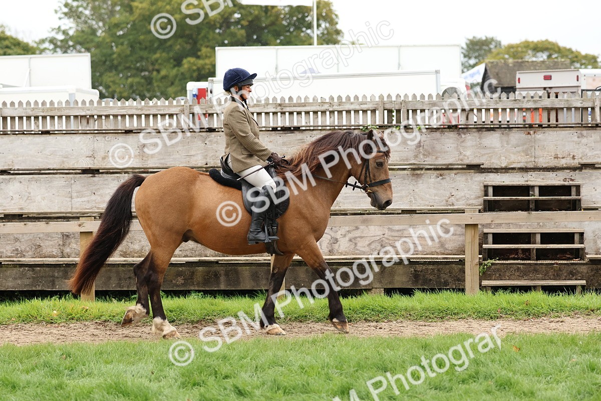 SBM_69525 - S62 - Mountain & Moorland Ridden Large Breeds