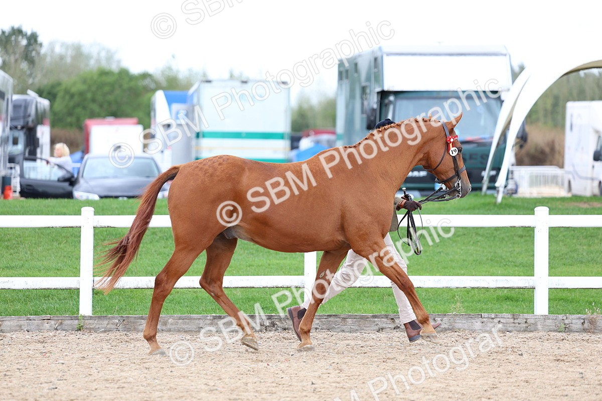 SBM_05708 - Class 28 - IH Veteran Horse