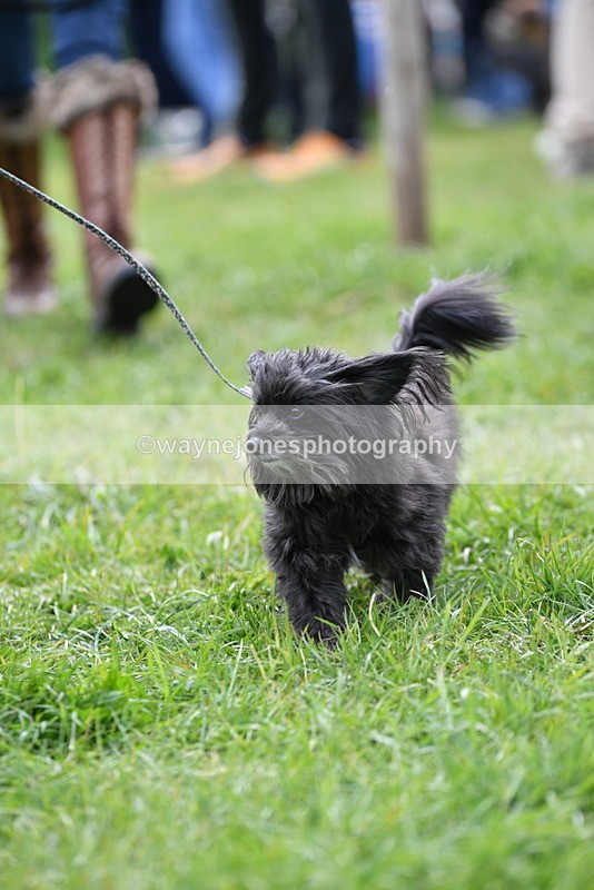 WJ5_9296 - Class 1 Best Cross Breed / Heniz 57