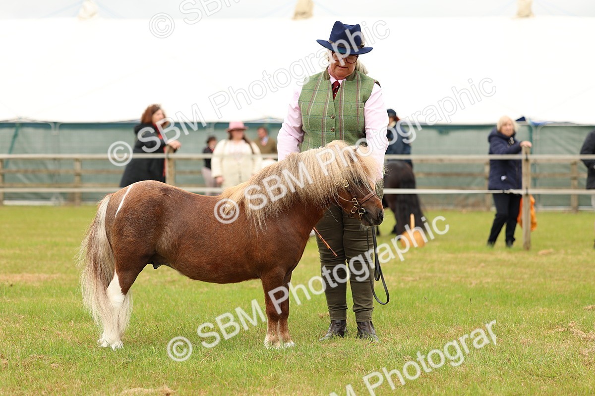 SBM_04475 - Class 64-67 - Shetland Pony In Hand