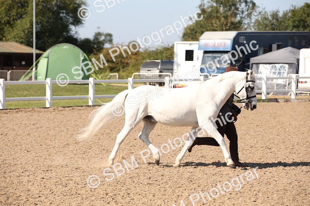 SBM_02711 - Class 16 IH M&M Wildcard