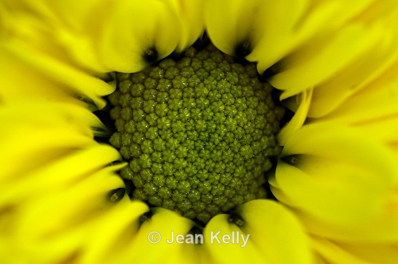 Flower - 5259 - Yellow