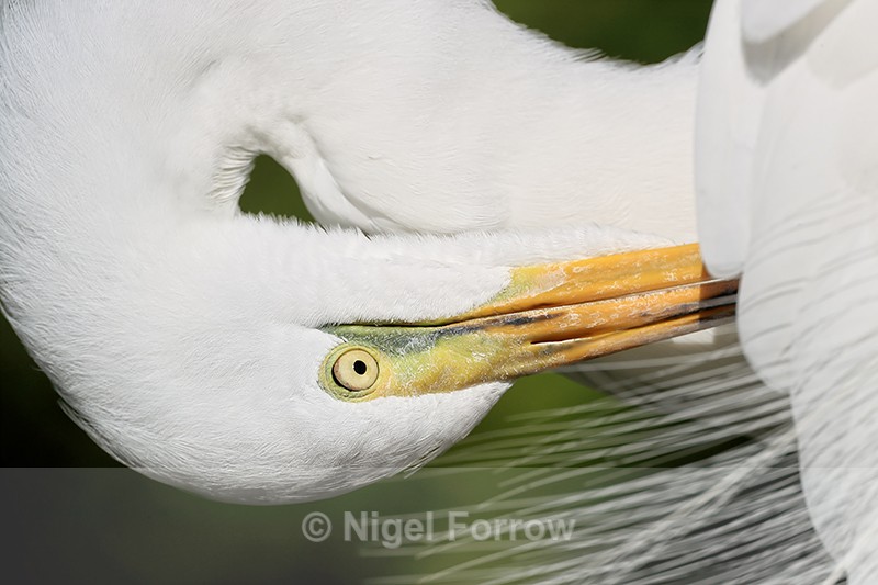 Close view of Great Egret preening, Gatorland, Florida - Great Egret