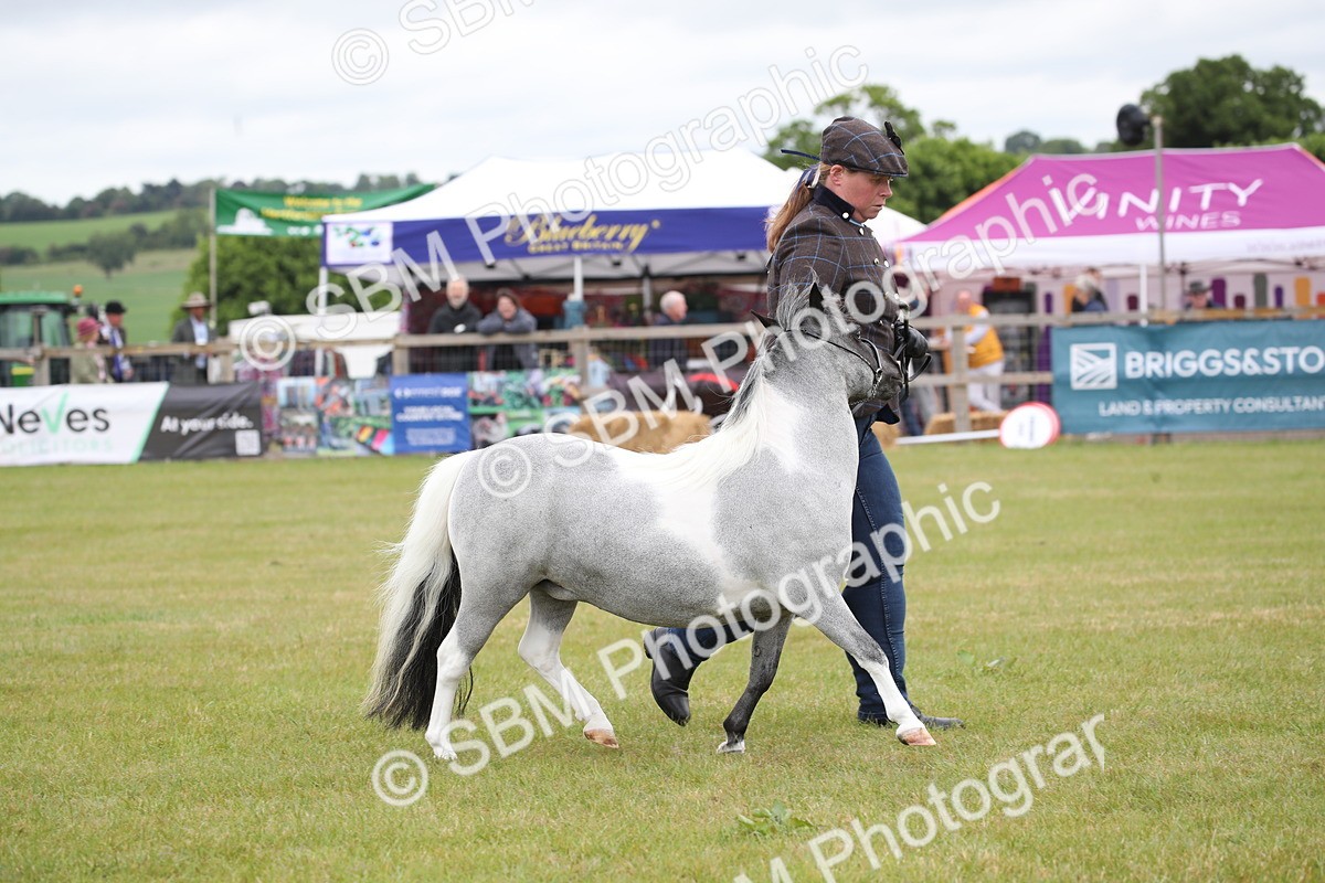 SBM_03969 - Class 23-25 - British Miniature Horse of the Year