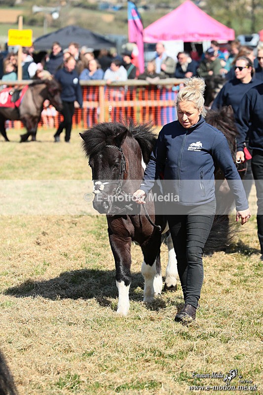 Shet 060426 52 - Shetland Pony Racing Paxford Races Easter Mon 06/04/26