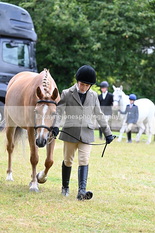 WJ7_6475 - Class 5 Handsome Gelding in hand