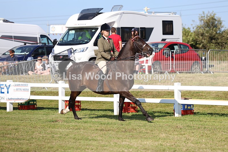 3E7A5576 - Class 2: Rising Star Large Hack/Riding Horse