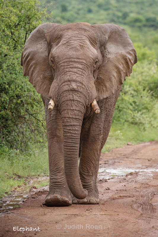  - South Africa Birds and Mammals