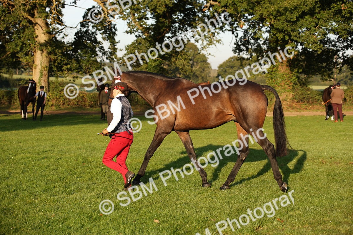 SBM_56900 - S49 - Riding Horse & Hack & Thoroughbred In Hand