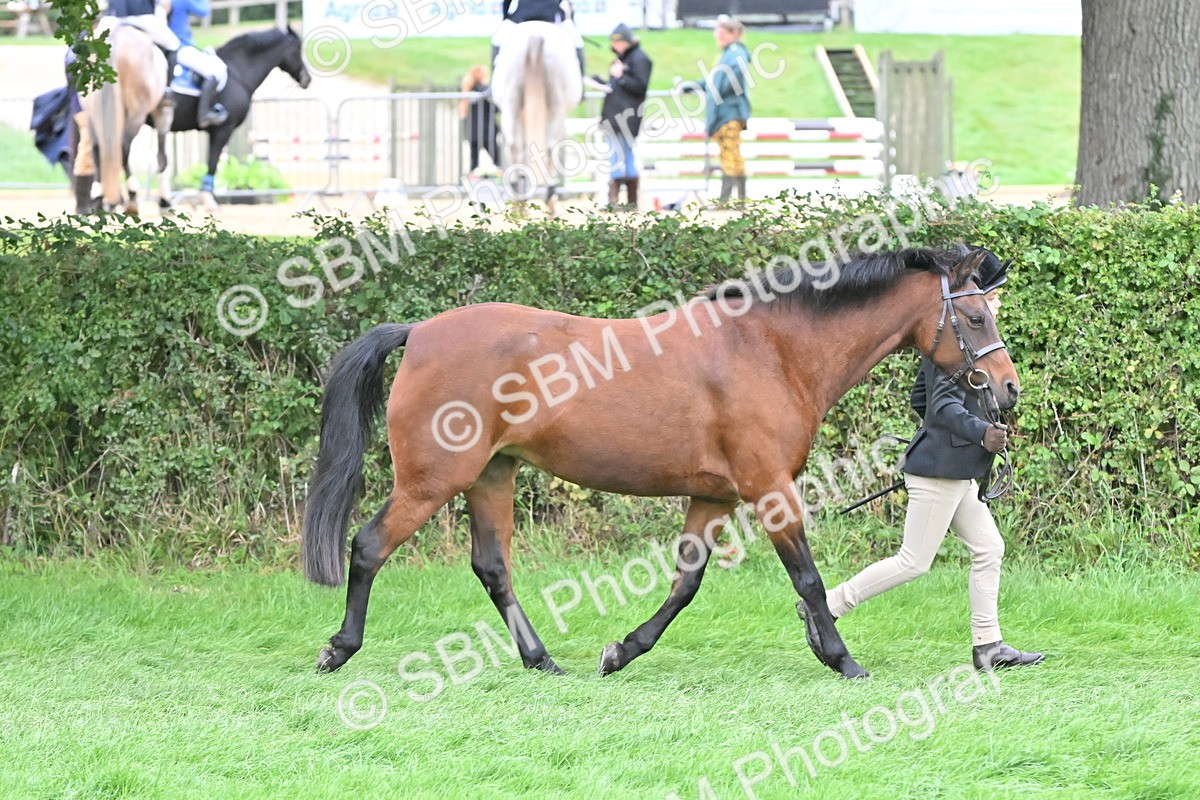 SBM_61001 - S48 - Mountain & Moorland In Hand Small Breeds