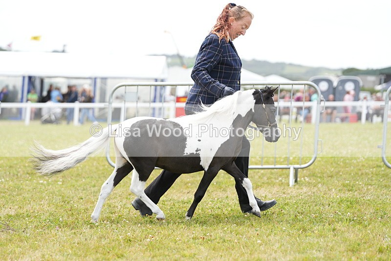 DSC06498 - Class 56: Miniature Horse 1, 2 & 3yr olds